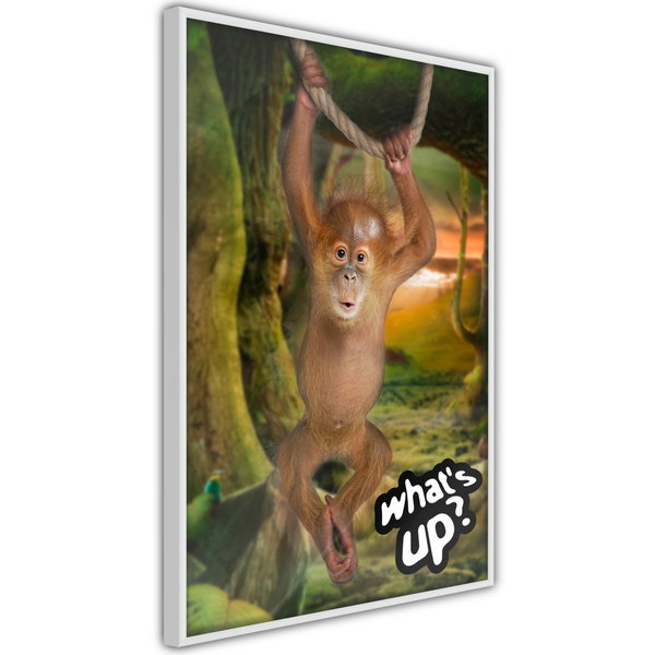 Poster 'What's Up?'