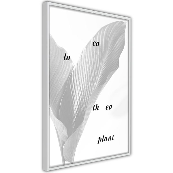 Poster 'Calathea Leaves'