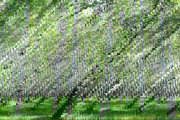 Behang 'Birch in Summer' 400x267cm