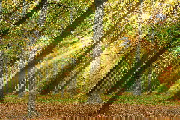 Tapeta 'Oakforest' 400x267cm