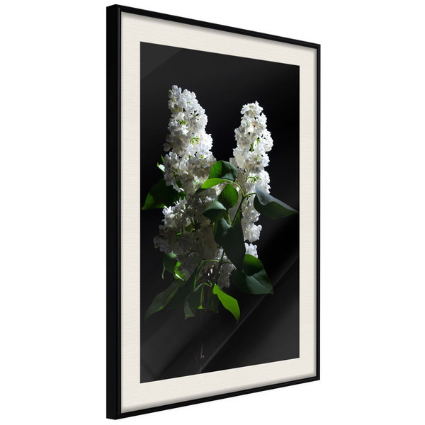 Poster 'White Lilac'