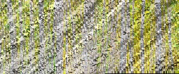 Papel de parede 'Birch Forest 1' 600x250cm