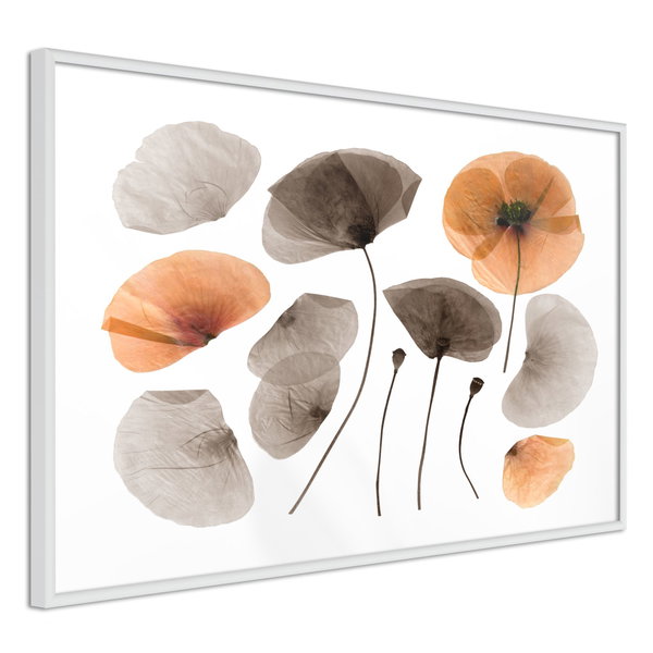Poster 'Dried Poppies'