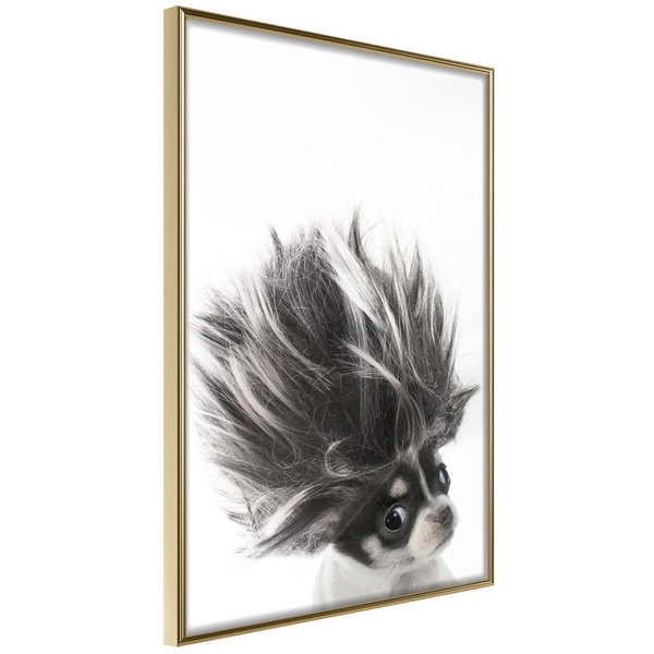 Poster 'Chihuahua'