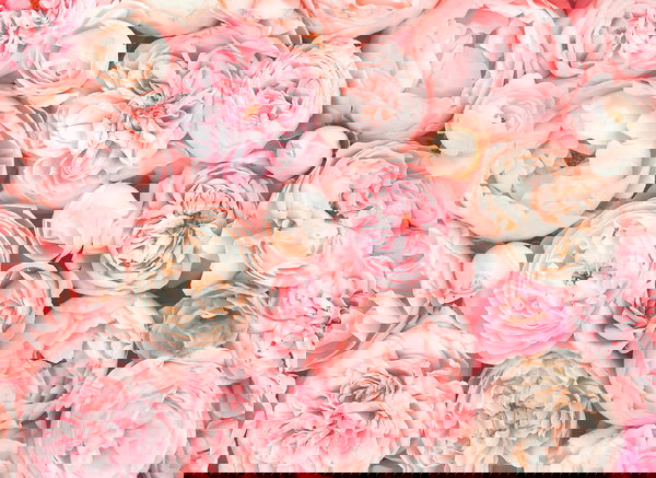 Tapeta 'Roses' 350x255cm