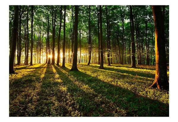 Tapete 'Spring: Morning in the Forest'