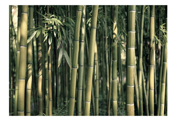 Tapetti 'Through the Bamboo Forest'
