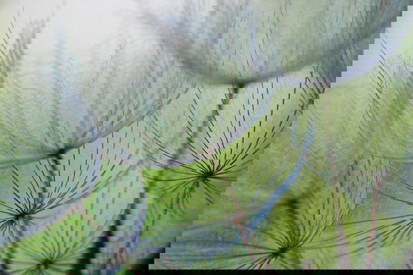 Tapeta 'Dandelion Flower' 400x267cm