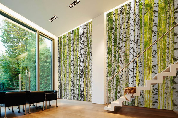 Tapete 'Birch Forest 1' 600x250cm