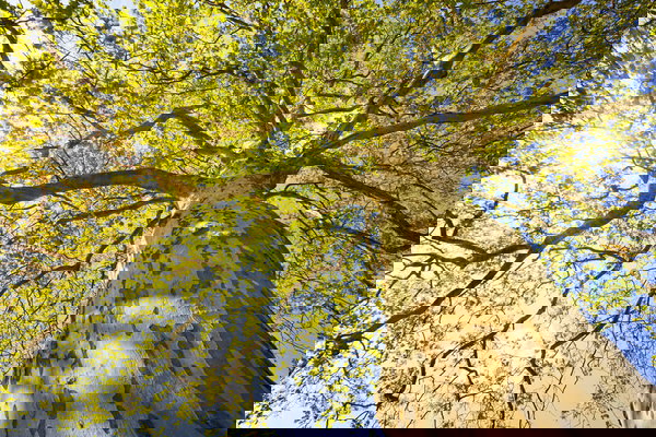 Tapeta 'Green Canopy Tree' 400x267cm