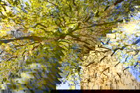 Tapete 'Green Canopy Tree' 400x267cm
