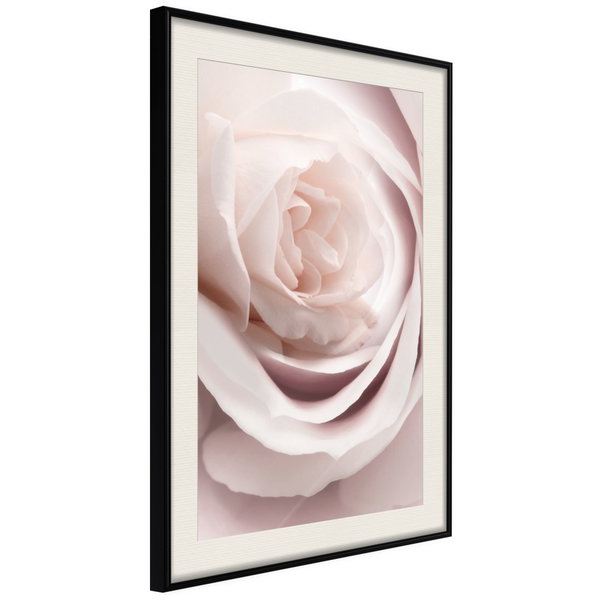 Póster 'Porcelain Rosae'