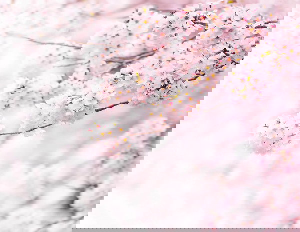 Papier peint 'Cherry Blossum' 336x260cm