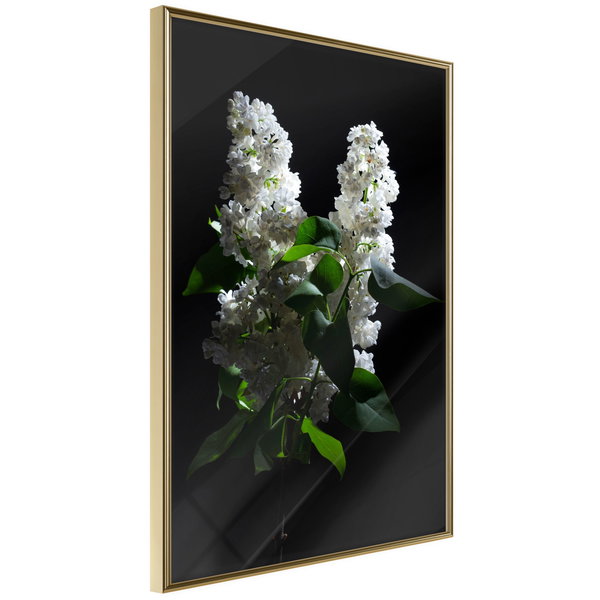 Poster 'White Lilac'