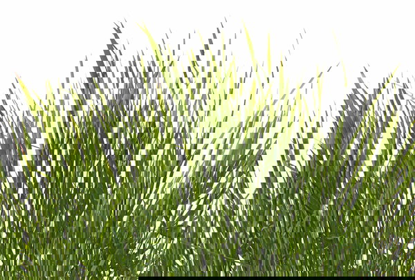 Papier peint 'Grass' 400x270cm