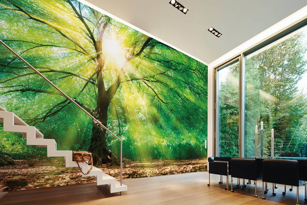Tapete 'Forest Light' 350x255cm
