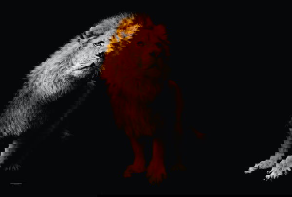 Papel de parede &#039;Lion&#039; 400x270cm