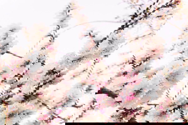 Papel de parede 'Cherry Blossom' 400x267cm