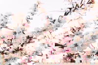 Wallpaper 'Cherry Blossom' 400x267cm