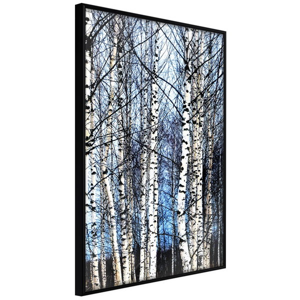 Poster 'Winter Birch Trees'