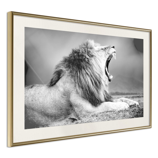 Poster 'Yawning Lion'