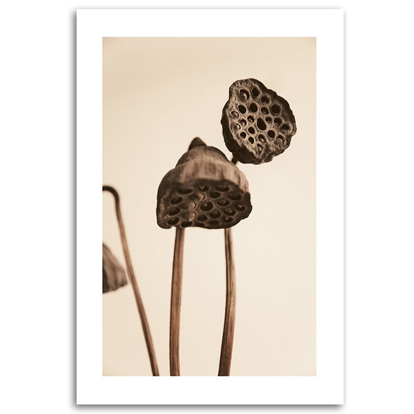 Kunstdruck auf Leinwand 'Sepia Toned Dried Lotus Pods'