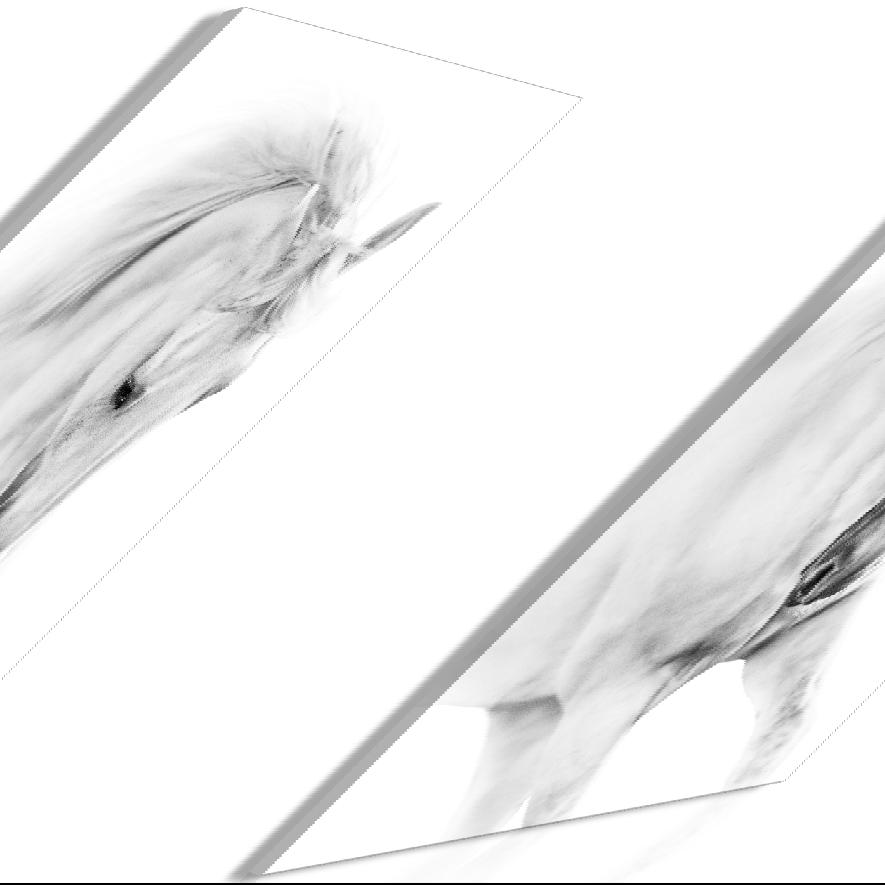 Buy art print 'White Horse Vertical' KunstLoft