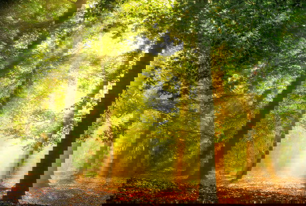 Papier peint 'Hidden in Plain' 400x270cm