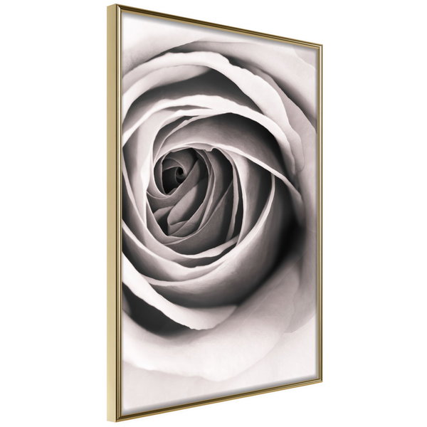 Poster 'Structure of Petals'