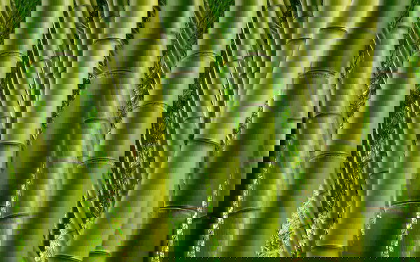 Tapeta 'Bambus 2' 400x267cm