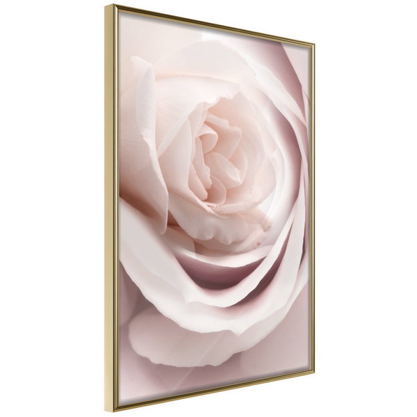 Póster 'Porcelain Rosae'