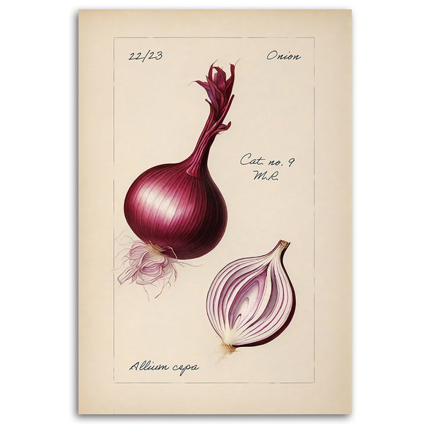 Kunstdruck auf Leinwand 'Onion'