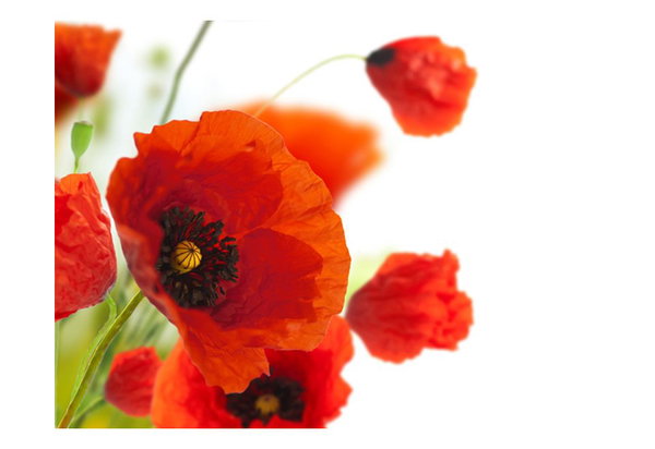Tapete 'Poppies on the wihite background'