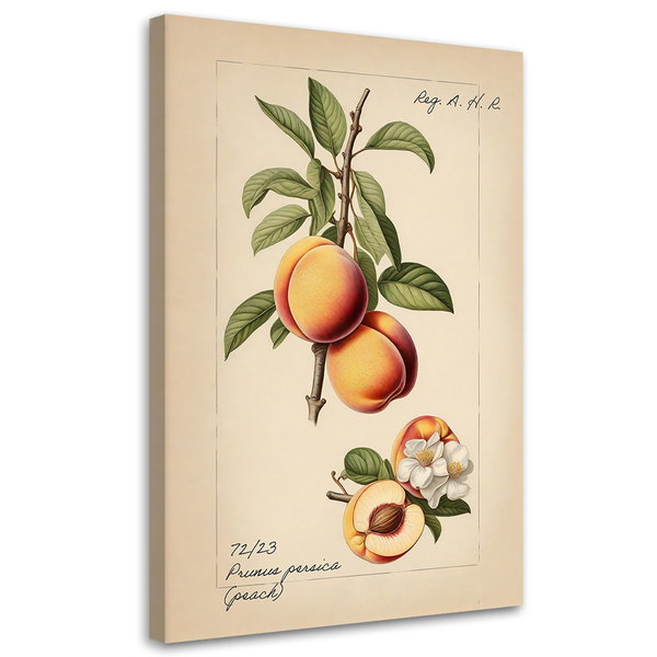 Kunstdruck auf Leinwand 'Peach'