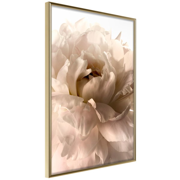 Poster 'Soft Petals'