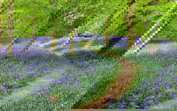 Tapete 'Flowers in Forest' 400x267cm