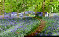 Tapete 'Flowers in Forest' 400x267cm