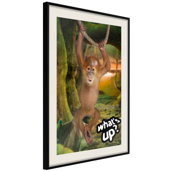 Poster 'What's Up?'