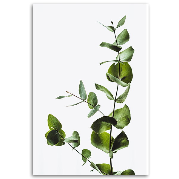 Kunstdruck auf Leinwand 'Eucalyptus'