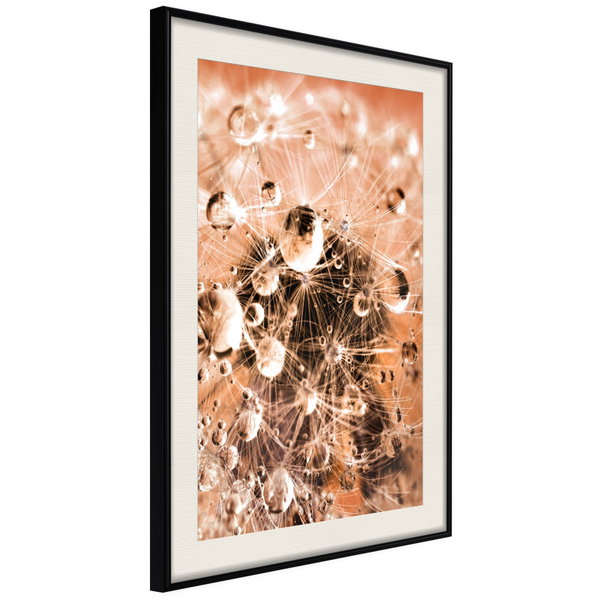 Poster 'Drops on Dandelion'