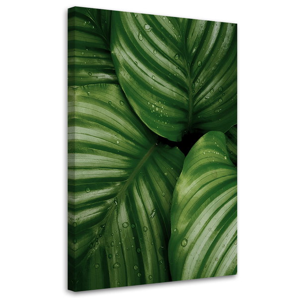 Stampa su tela 'Monstera Leaves with Dew 2'