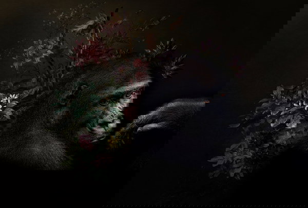 Behang 'Wildlife 3' 400x270cm