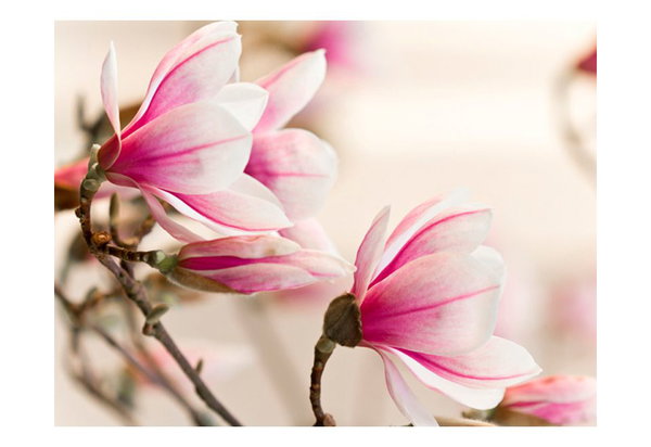 Tapete 'Branch of magnolia tree'