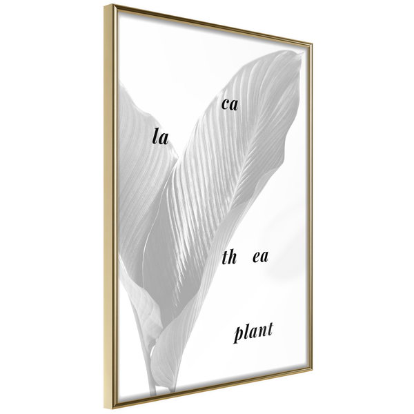 Poster 'Calathea Leaves'