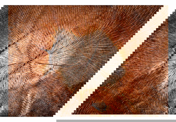 Behang 'Tree Trunk Stories'