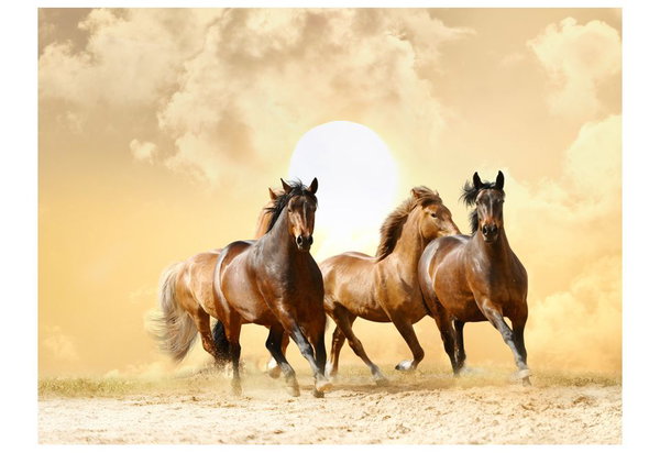 Tapete 'Pferde im Galopp'