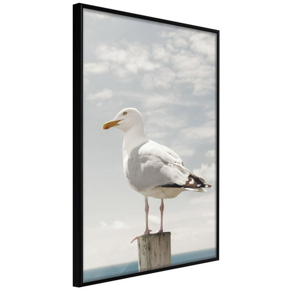 Plakat 'Curious Seagull'