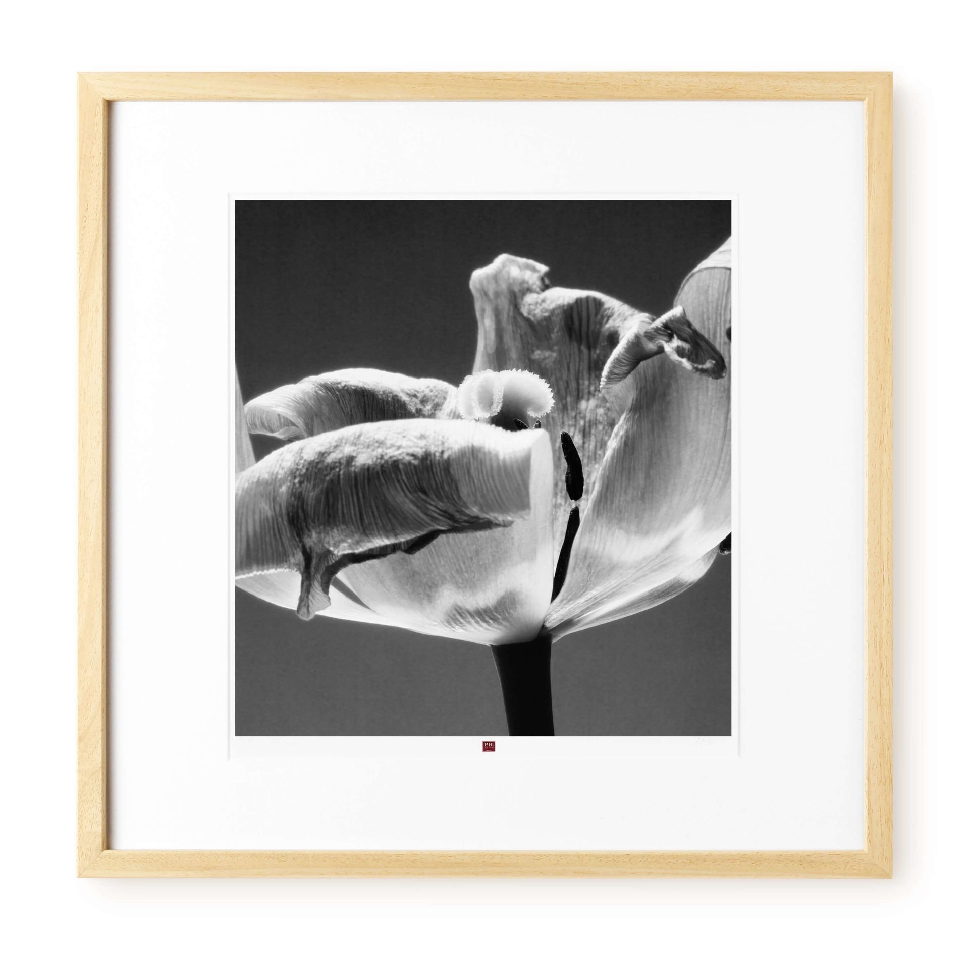 Voortdurende Zie insecten Duidelijk maken Kunstfotografie 'Flower of Cordiality 1' kopen | KunstLoft