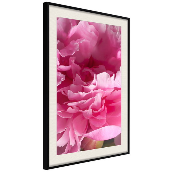 Poster 'Beautiful Peonies'
