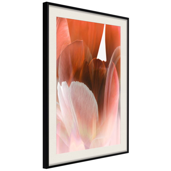 Poster 'Tulip Petals'